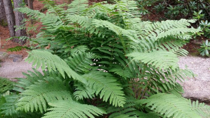 Cold Stream Farm cinnamon fern planted