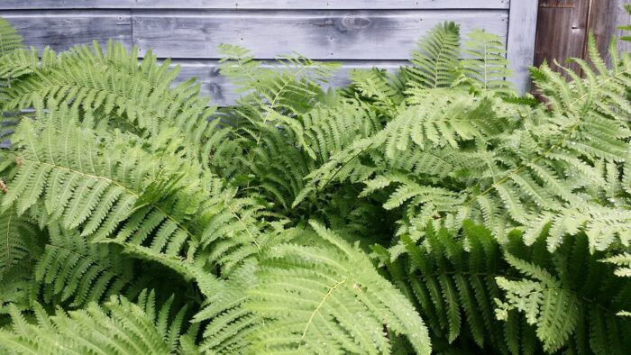 Cold Stream Farm large cinnamon fern