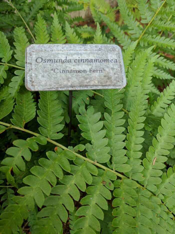 Cold Stream Farm planted cinnamon fern