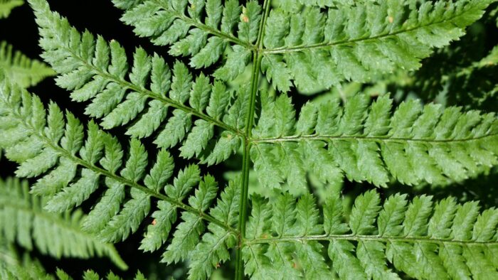 Cold Stream Farm marginal wood fern green leaves