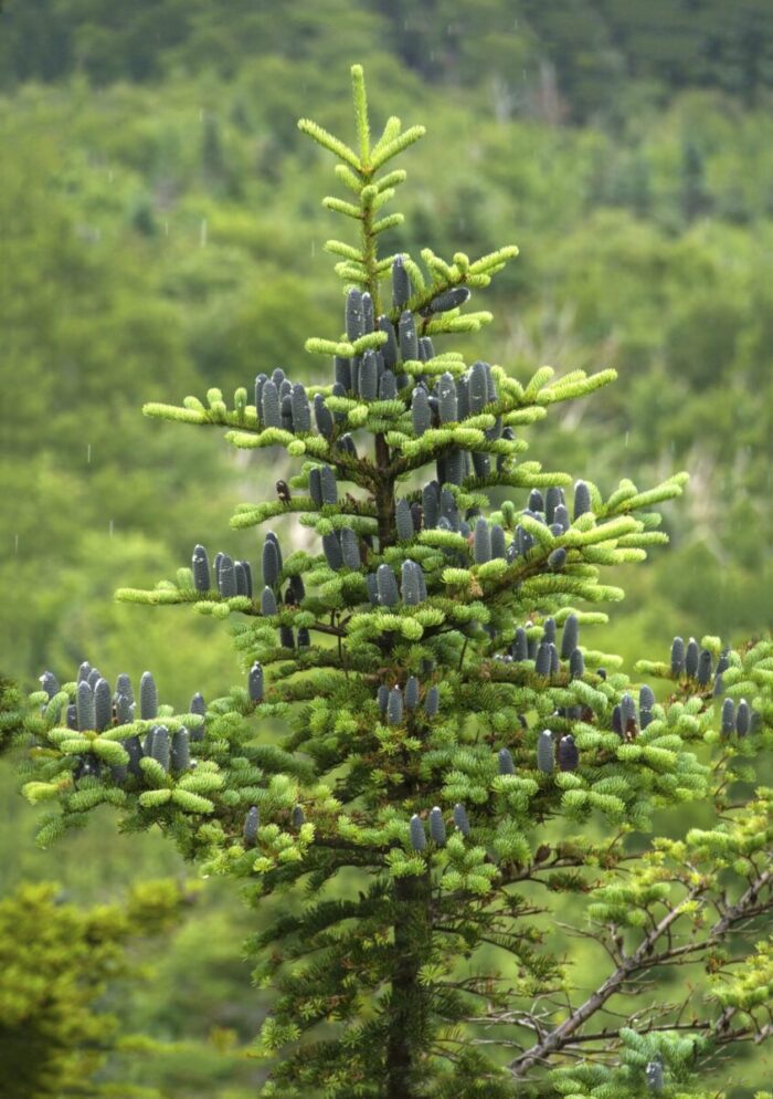 Balsam fir tree Cold Stream Farm