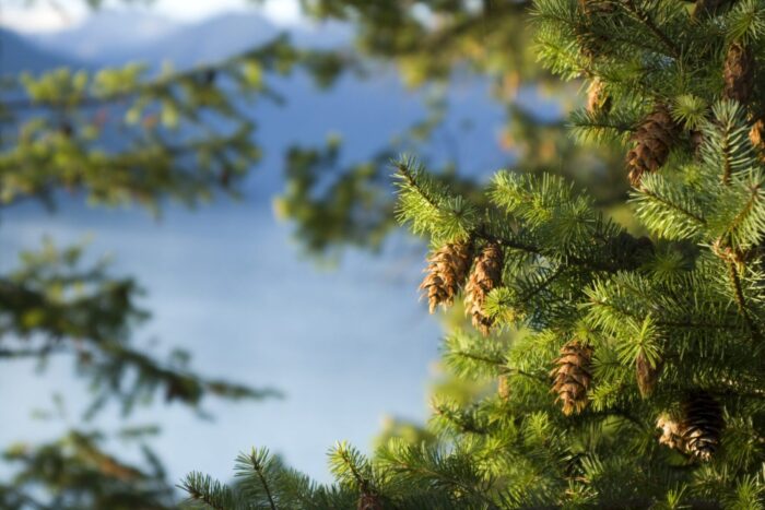 Douglas fir branch Cold Stream Farm