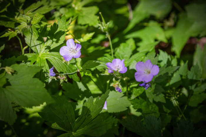 Cold Stream Farm wild flower geranium