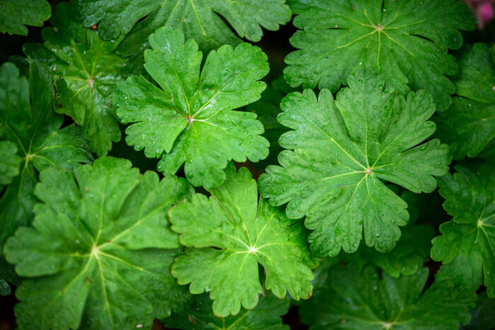 Cold Stream Farm geranium leaf