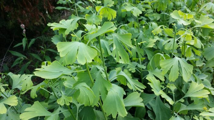 Cold Stream Farm ginkgo leaves