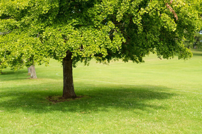 Cold Stream Farm ginkgo biloba tree foliage