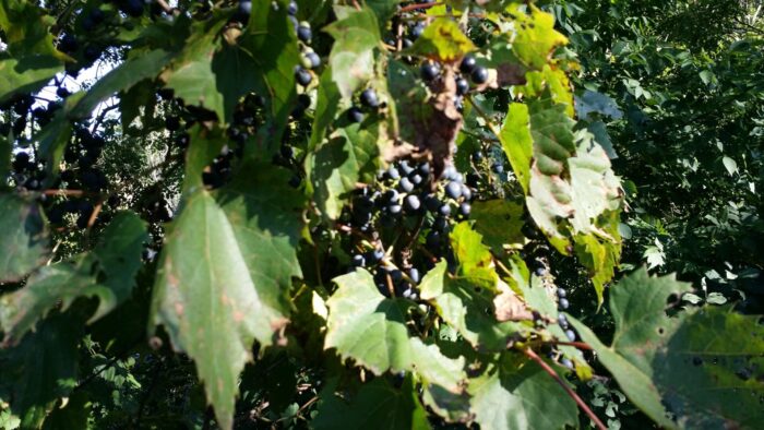 Cold Stream Farm wild grapes