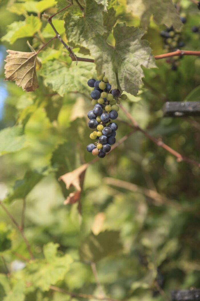 Cold Stream Farm wild berry harvest