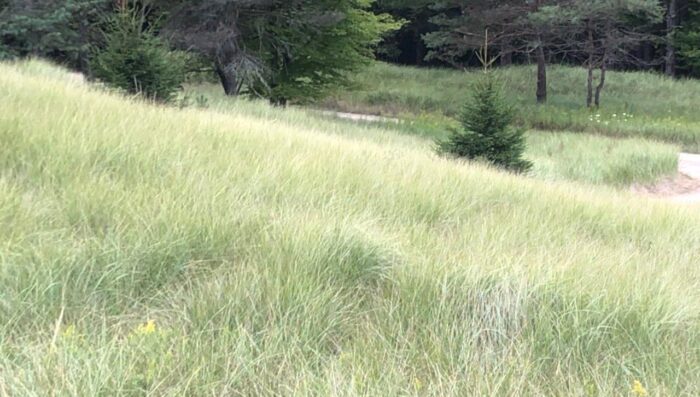 Cold Stream Farm beachgrass hillside