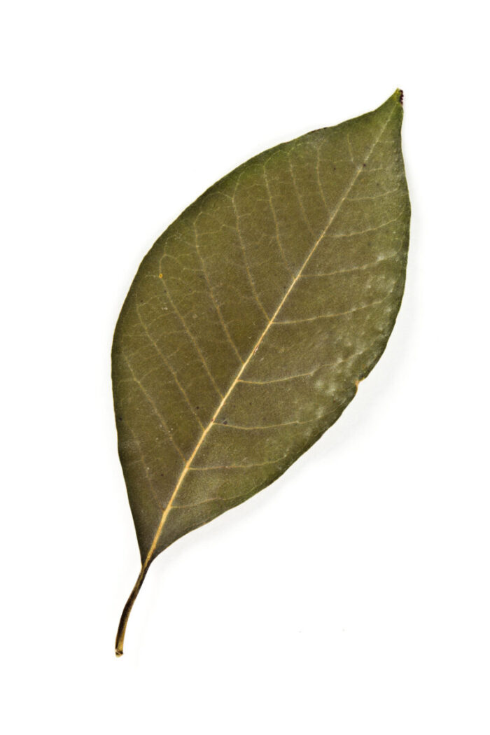 Cold Stream Farm black gum leaf