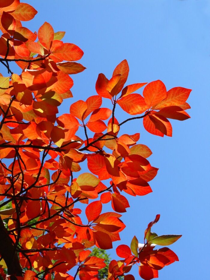 Cold Stream Farm black gum fall leaves