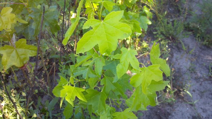 Cold Stream Farm sweet gum green leaves