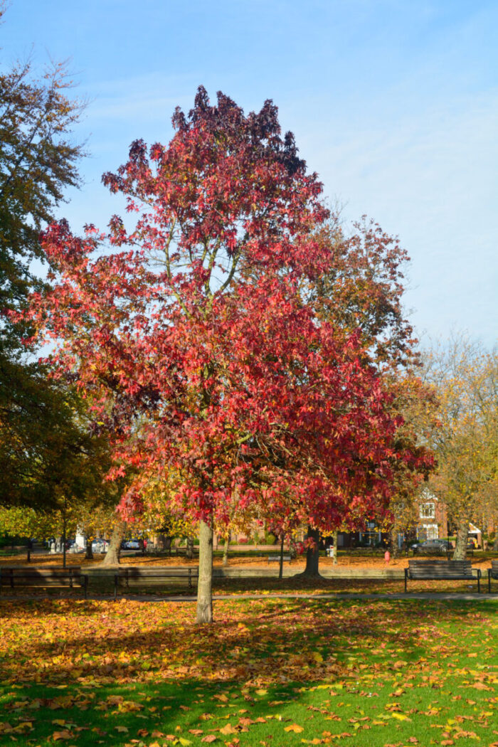 Cold Stream Farm sweet gum fall tree