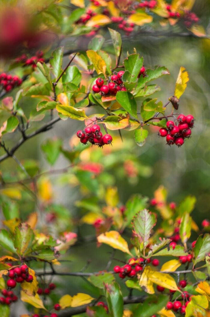 Cold Stream Farm Washington hawthorn fall berries