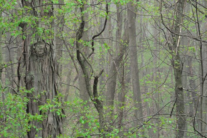 Cold Stream Farm shagebark hickory forest tree