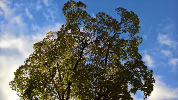 Cold Stream Farm shagbark hickory mature tree