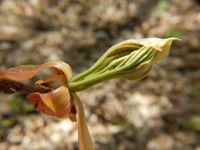 Cold Stream Farm shagbark hickory spring buds