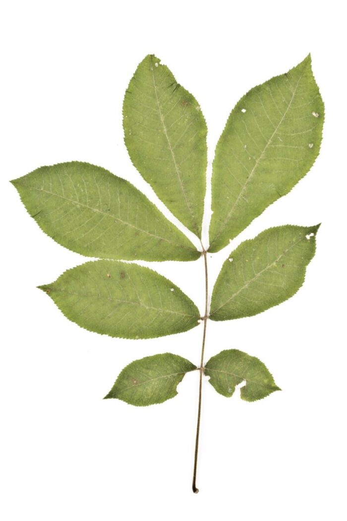 Cold Stream Farm bitternut hickory leaf