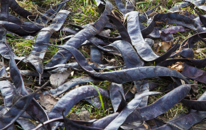 Cold Stream Farm honeylocust seed pods