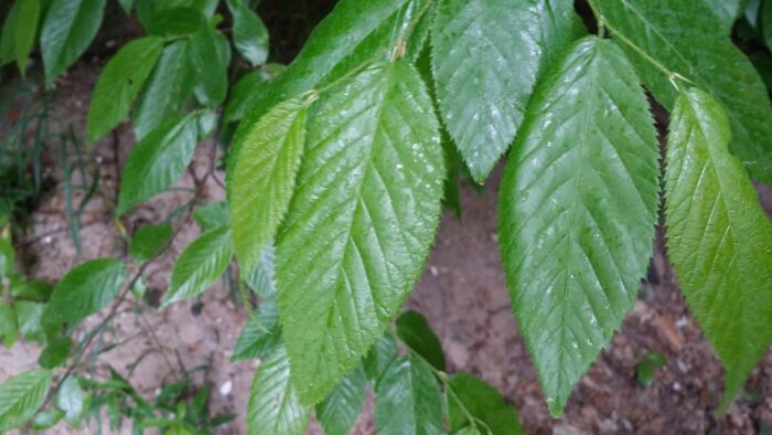 Cold Stream Farm hophornbeam leaves