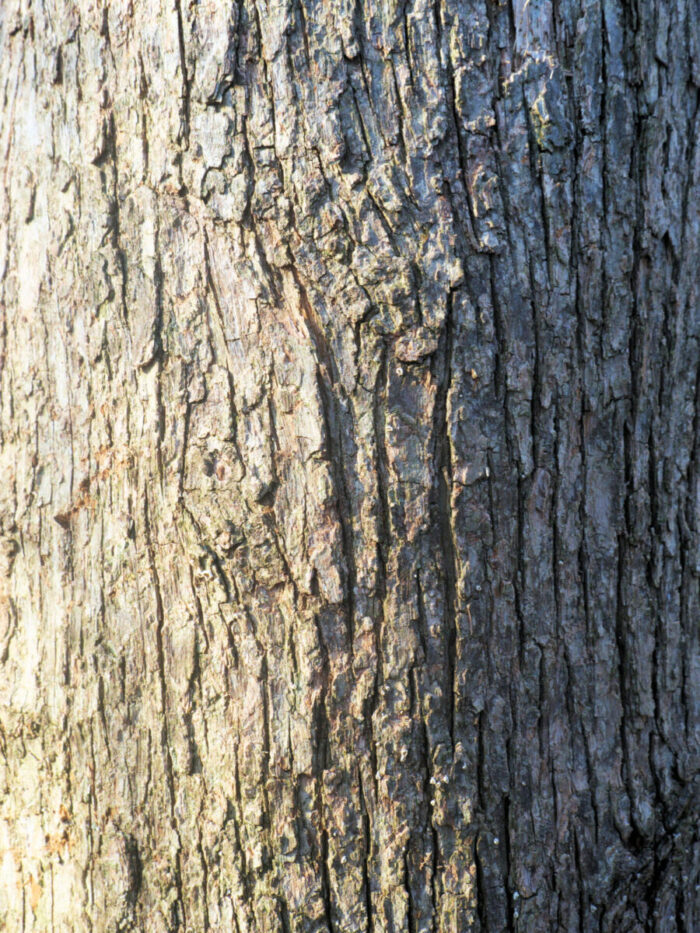 Cold Stream Farm hophornbeam bark