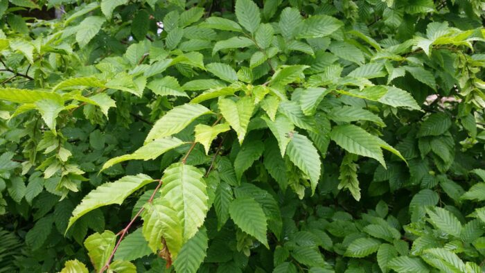 Cold Stream Farm hornbeam leaves on a branch