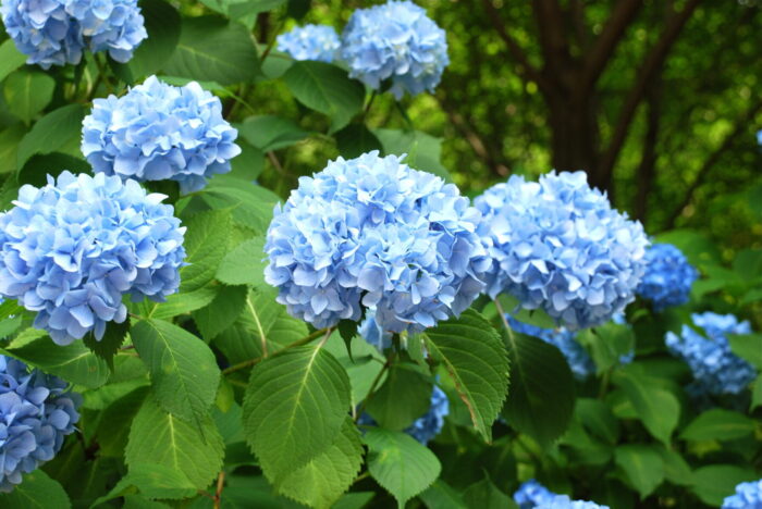 Cold Stream Farm blue hydrangea