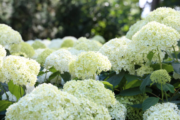 Cold Stream Farm white hydrangea