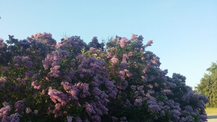 Cold Stream Farm lilac orchard