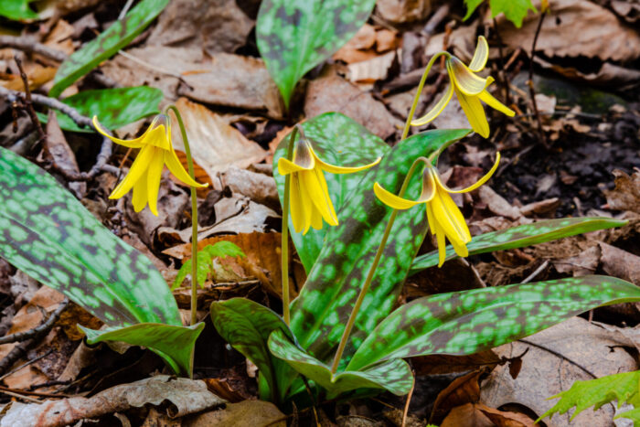 Cold Stream Farm forest flowers