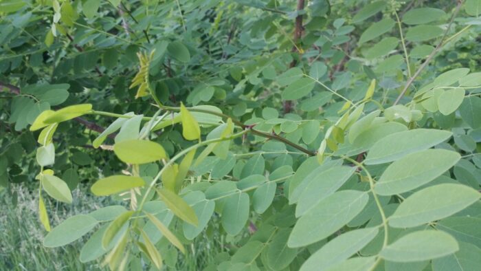 Cold Stream Farm black locust leaves