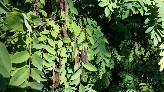 Cold Stream Farm black locust seeds