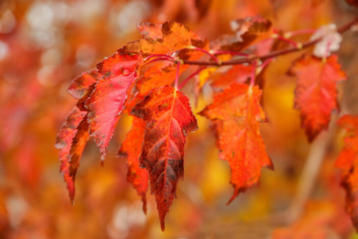 Cold Stream Farm amur maple fall