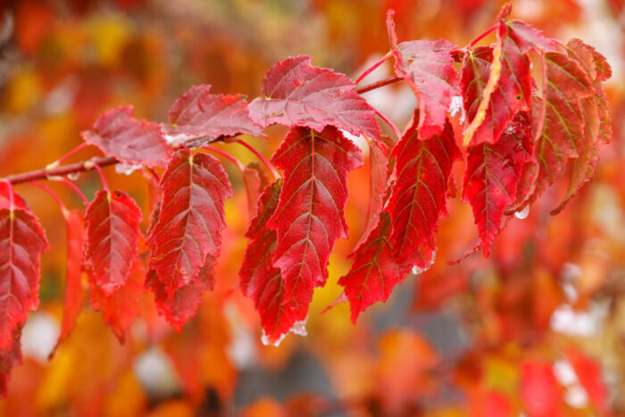 Cold Stream Farm amur maple red leaves