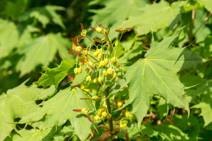 Cold Stream Farm amur maple blossom