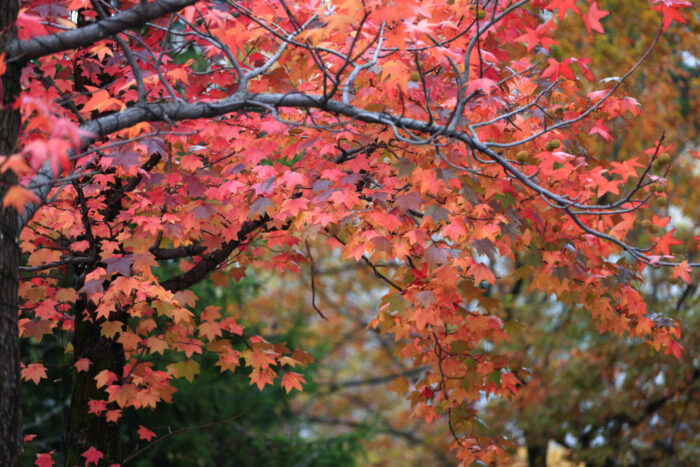 Cold Stream Farm red maple branch and leaves