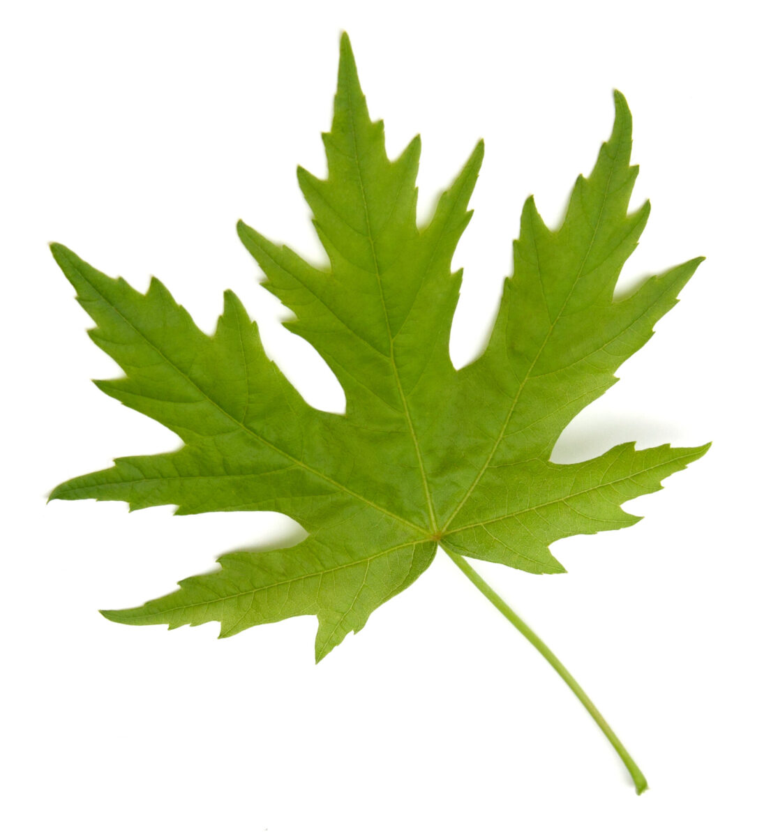 Silver Maple Tree Leaf