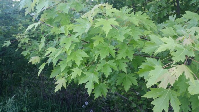 Cold Stream Farm silver maple branch with leaves