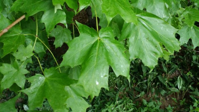 Cold Stream Farm sugar maple leaves