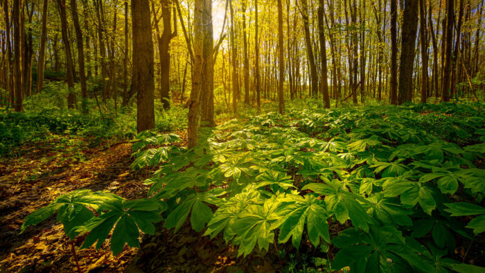 Cold Stream Farm forest floors