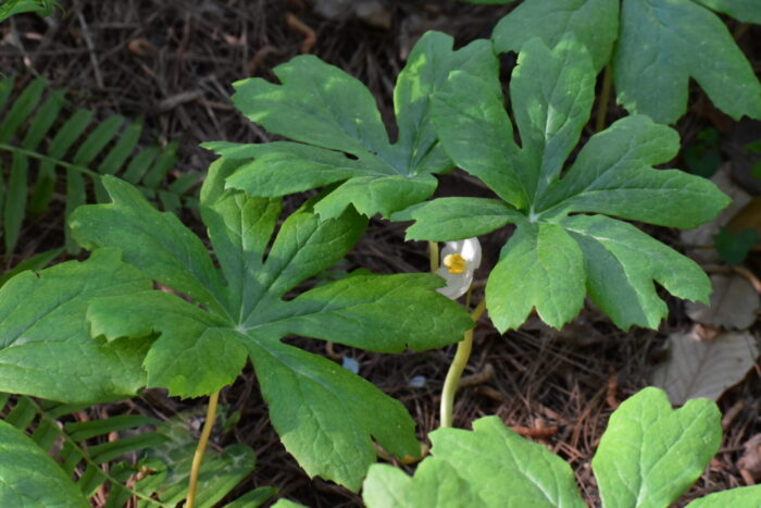 Cold Stream Farm mayapple leaf stock