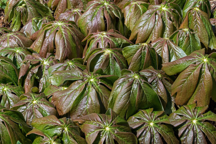 Cold Stream Farm mayapple