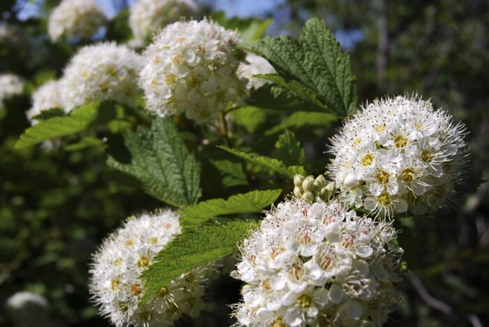 Cold Stream Farm ninebark flowers