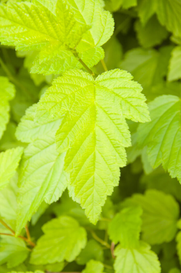 Cold Stream Farm ninebark green leaf