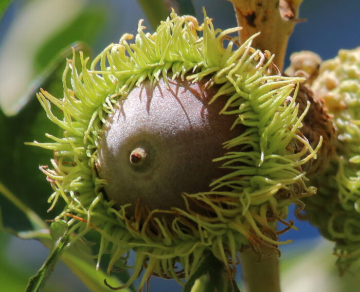 Cold Stream Farm bur oak acorn