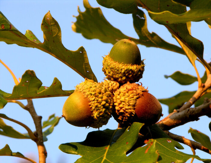 Cold Stream Farm oak bur stock acorn