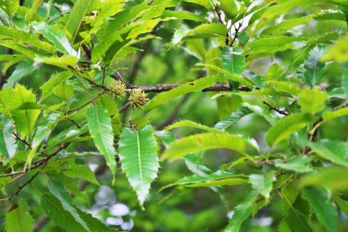 Cold Stream Farm oak sawtooth tree nuts