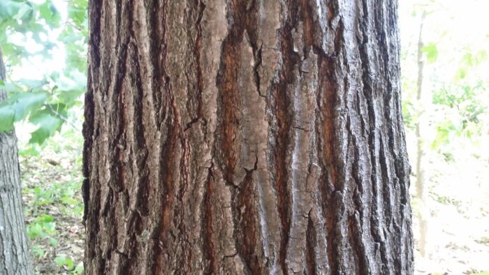 Cold Stream Farm oak red tree bark