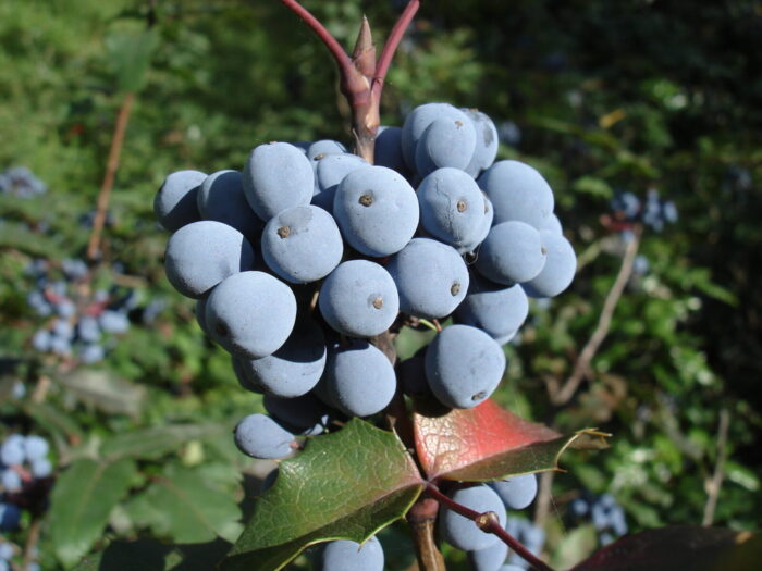 Cold Stream Farm Oregon grape bush on branch