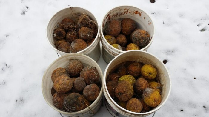 Cold Stream Farm osage orange harvest